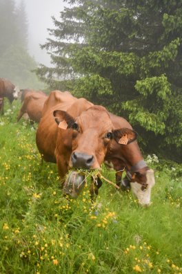 Emmontagnée- COTE D'AIME-été-2025-©infosnews-15.jpg