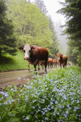Emmontagnée- COTE D'AIME-été-2025-©infosnews-44.jpg