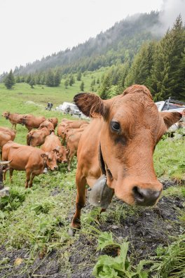 Emmontagnée- COTE D'AIME-été-2025-©infosnews-71.jpg