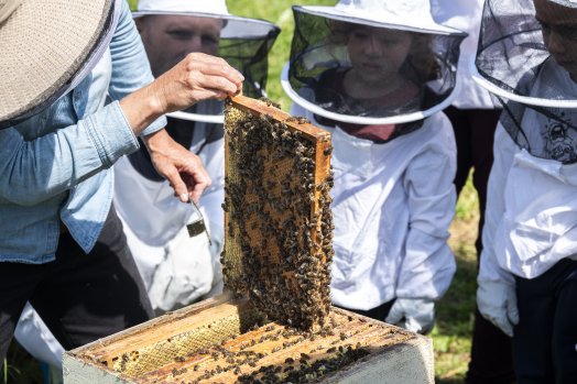 Initiation_a_l_apiculture-EMaximilien_BRE-36362.jpeg