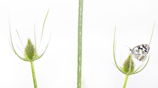 Symetric 50-70cm_1.jpg