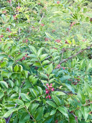 Courchevel-Jean-François Vancleef - poivre de courchevel-HIVER 2026©infosnews-12.jpg
