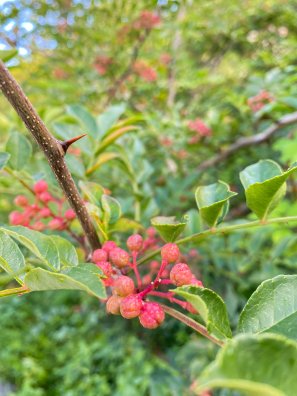Courchevel-Jean-François Vancleef - poivre de courchevel-HIVER 2026©infosnews-5.jpg