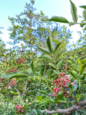 Courchevel-Jean-François Vancleef - poivre de courchevel-HIVER 2026©infosnews-7.jpg