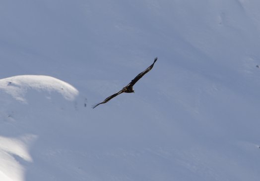gypaète.jpg