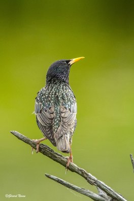 Etourneau sansonnet.jpeg