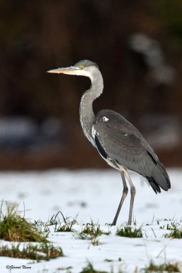 Héron cendré.jpeg