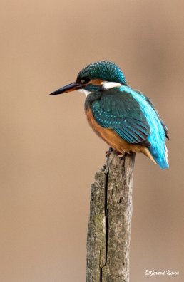 Martin pêcheur.jpeg