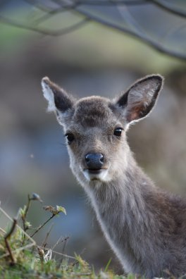 biche-manon riccadonna.jpg