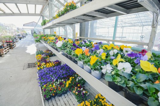 Aime - Fleurijardin - France©infosnews-2.jpg