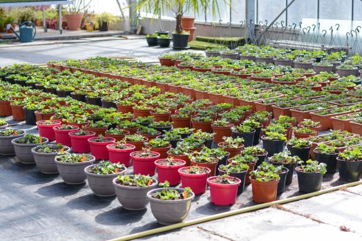 Aime - Fleurijardin - France©infosnews-9.jpg