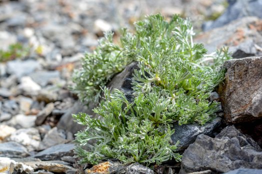 Genepi-eau folle-Val Thorens-été2023-©infosnews-15.jpg