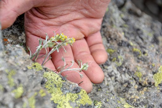 Genepi-eau folle-Val Thorens-été2023-©infosnews-31.jpg
