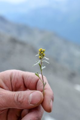 Genepi-eau folle-Val Thorens-été2023-©infosnews-37.jpg
