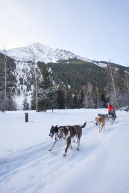 Champagny-le-Haut - Chiens de traineau-HIVER 2026©infosnews-1.jpg
