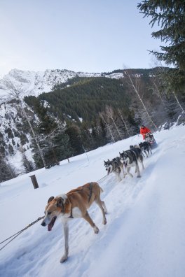 Champagny-le-Haut - Chiens de traineau-HIVER 2026©infosnews-2.jpg