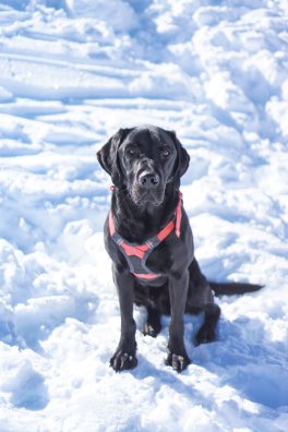 LA PLAGNE - Pascal Dufour - Pisteur secouriste - Maitre chien©infosnews-3.jpg