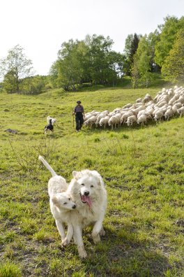 BOURG-SAINT-MAURICE - Bergerie La Fya - ETE 2026 - ©infosnews-8.jpg