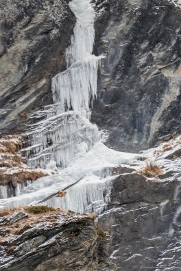 IN gypaete glace_U9A5904.jpg