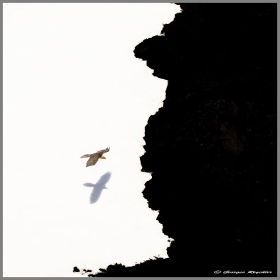 IN gypaète graphisme _C6A9105.jpg