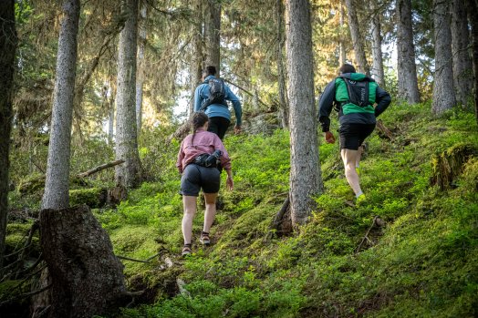 Balade_en_foret-JNJ_Photo-La_Plagne-25390.JPG