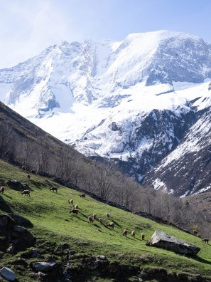 Bouquetin-La_Plagne-JYM-25202.JPG