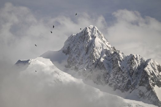 Sophie Dunajev - Vol de chocards devant l'aiguille du glacier.jpeg