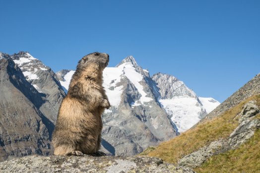 Marmotte Fotolia_122433513_XL.jpg