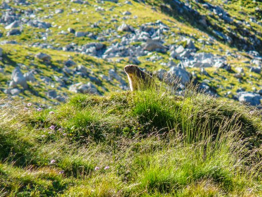 Marmotte И Infosnews-1.jpg