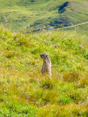 Marmotte И Infosnews-2.jpg