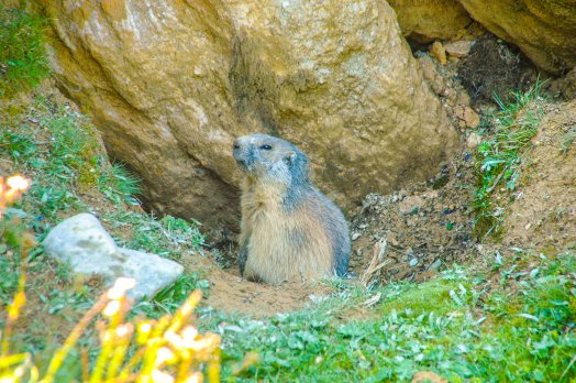 Marmotte И Infosnews-3.jpg