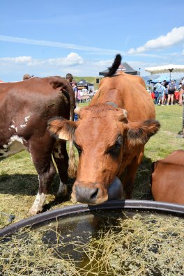 fete des alpages-la plagne-été2023-©infosnews-27.jpg