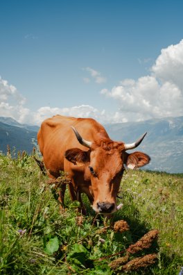 vache-SAM®Yann Allegre .jpeg