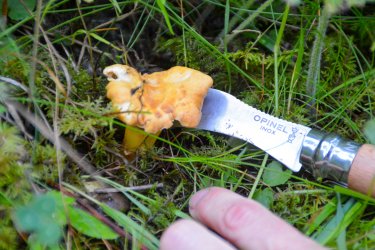 champignons Laurence Bourgeois-Les Arcs-été2024-©infosnews-5.jpg