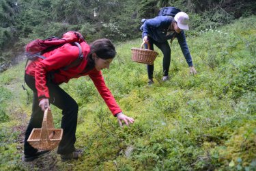 champignons Laurence Bourgeois-Les Arcs-été2024-©infosnews-17.jpg