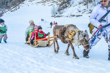 Les rennes du Grand Plan PEISEY Hiver-2017 © Infosnews-6.jpeg