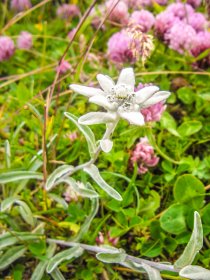 Flore Edelweiss © Infosnews-12.jpg