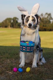 spiritze-australian-shepherd-2208370.jpg