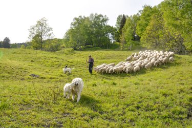 BOURG-SAINT-MAURICE - Bergerie La Fya - ETE 2026 - ©infosnews-7.jpg
