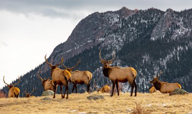 41074070-elks-8430545.jpg