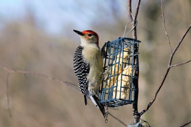 scottslm-red-bellied-woodpecker-6009164.jpg